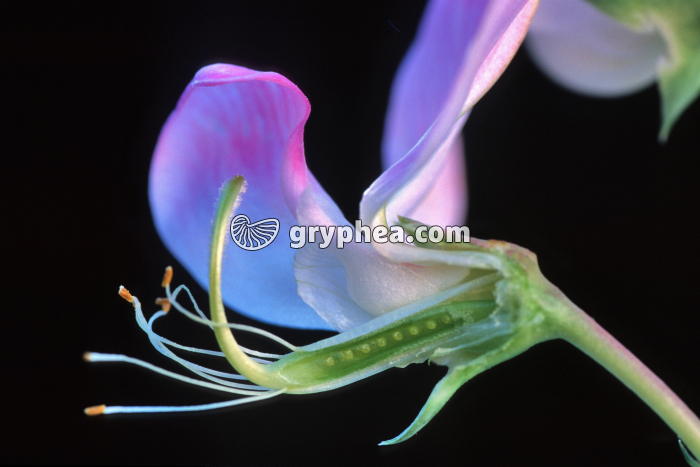 Pois de senteur (Lathyrus odoratus) - Fleur après dissection - gryphea.com